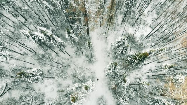 Woman Tourist Hiking Walking Snow Forest Trail, Aerial. Camp Forest Adventure Travel Remote Relax Concept. Hiking In WInter Forest Concept. Drone Flight Over Female Hiker Trekking In Winter Vacation.