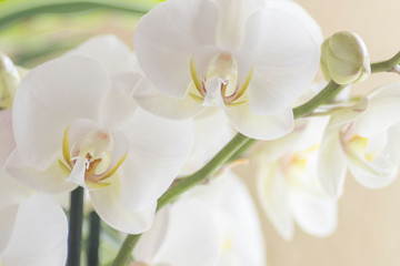 Orchidee, Orchideenblüten, weiß

