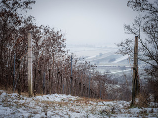 Snowy vineyard in winter