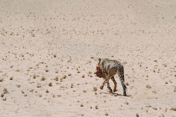 Guepardo cazando en Namib naukluft park, Namibia
