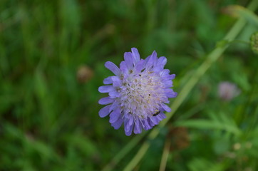 beautiful blue flower