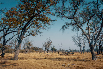 Obraz premium Blick in die Savanne im Moremi Nationalpark, Okavango Delta, Botswana