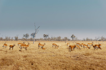 Naklejka na ściany i meble Gruppe Roter Letschwe Antilopen im Grasland des Moremi Nationalparks, Okavango Delta, Botswana