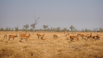 Fototapeta premium Gruppe Roter Letschwe Antilopen im Grasland des Moremi Nationalparks, Okavango Delta, Botswana