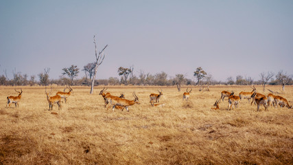 Gruppe Roter Letschwe Antilopen im Grasland des Moremi Nationalparks, Okavango Delta, Botswana