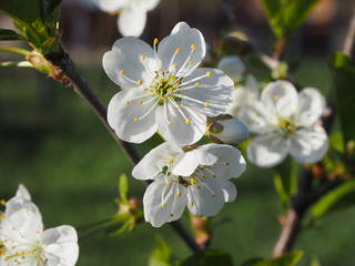 Amazing cherry blossom closeup