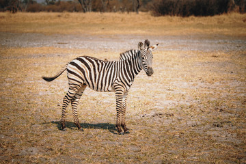 Naklejka premium Einzelnes Zebra-Fohlen im Grasland des Moremi Nationalparks, Okavango Delta, Botswana