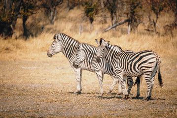 Fototapeta na wymiar Drei Zebras im Grasland des Moremi Nationalparks, Okavango Delta, Botswana