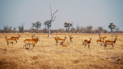 Gruppe Roter Letschwe Antilopen im Grasland des Moremi Nationalparks, Okavango Delta, Botswana