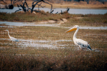 Rosapelikan (Pelecanus onocrotalus) im Überschwemmungsgebiet des Okavango, Moremi Nationalpark, Okavango Delta, Botswana