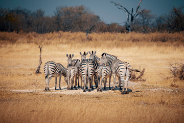 Fototapeta na wymiar Eine Gruppe Zebras im Grasland des Moremi Nationalparks, Okavango Delta, Botswana
