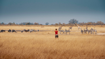 Eine Frau in rot fotografiert eine Herde Zebras, Gnus und Giraffen im Grasland des Moremi...