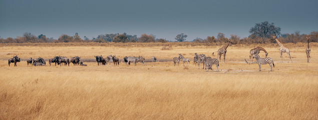 Fototapeta na wymiar Großes Panorama - Eine Herde Zebras, Gnus und Giraffen im Grasland des Moremi Nationalparks, Okavango Delta, Botswana