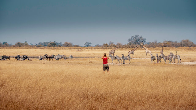Eine Frau in rot fotografiert eine Herde Zebras, Gnus und Giraffen im Grasland des Moremi Nationalparks, Okavango Delta, Botswana