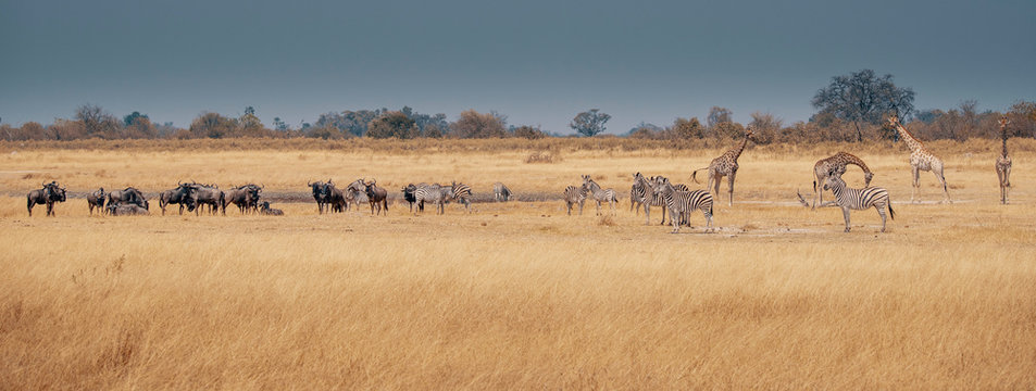 Fototapeta Großes Panorama - Eine Herde Zebras, Gnus und Giraffen im Grasland des Moremi Nationalparks, Okavango Delta, Botswana