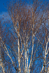 Silver birch tree branches on bright blue sky