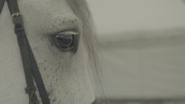 olho de um cavalo branco filmado com Ura Mini Pro 4:4:4 Full HD 1920x1080