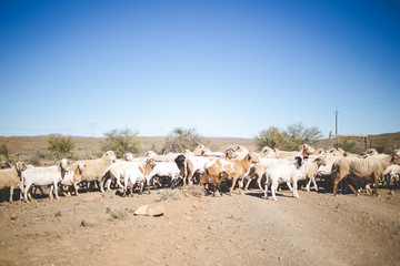 A large flock of sheep being trekked in the great karoo region of south africa, to greener pastures.