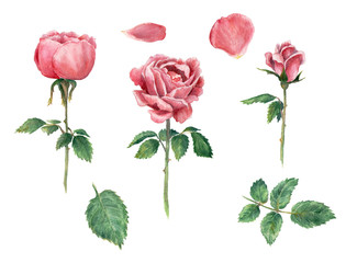 Watercolor clip art pink roses, blooming, isolated on white, hand drawn botanical illustration. Petal and leaves.