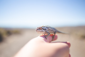 Close up image of a Desert Chameleon crossing the road in the Karoo in south africa