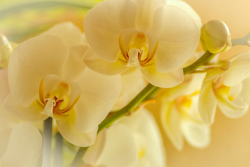 Orchidee, Orchideenblüten, weiß