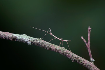 Walking stick insect or Phasmids (Phasmatodea or Phasmatoptera) also known as stick insects,...
