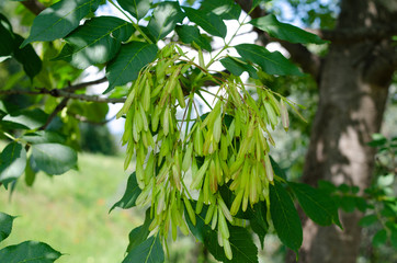 Obraz premium Fraxinus ornus samaras