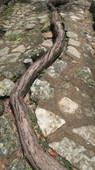 copan honduras maya ruin root stone nature