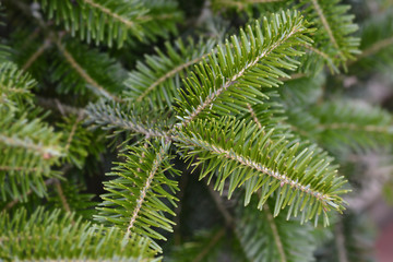 Nordmann fir