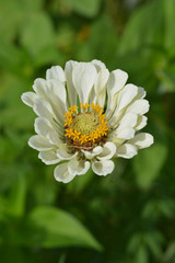 Common zinnia