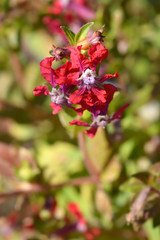 Bat-Faced Cuphea