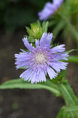 Stokes aster