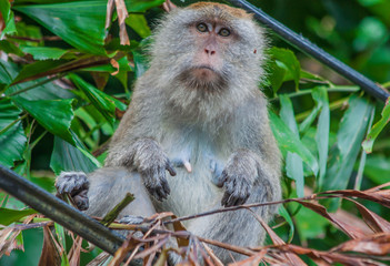  Penang Island (Malaysia) - famous for the food, the beaches and the hospitality, the island of Penang offers an amazing variety of wildlife