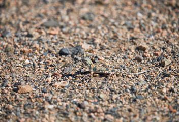 Toad-headed agamas Phrynocephalus in natural environment of mongolian desert sits on grave in Mongolia desert.