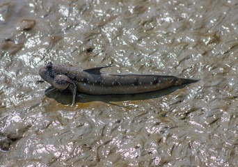 Penang Island, Malaysia - famous for the food, the beaches and the hospitality, the island of Penang offers an amazing variety of wildlife. Here in particular a Barred mudskipper