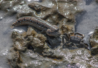 Obraz na płótnie Canvas Penang Island, Malaysia - famous for the food, the beaches and the hospitality, the island of Penang offers an amazing variety of wildlife. Here in particular a Barred mudskipper