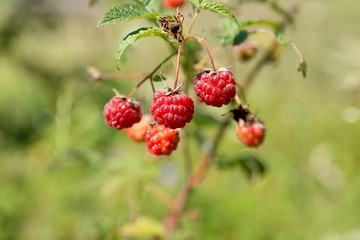 Berries reparative raspberries (Rubus idaeus) ripened on a branch in autumn