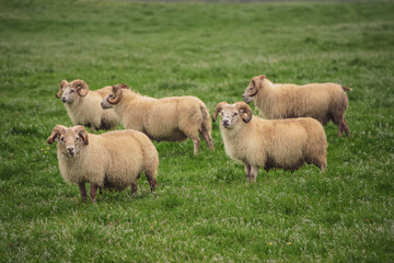 Sheep grazing in Iceland