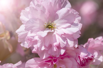 springtime  background  with pink blossom