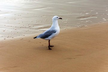 seagull on the beach