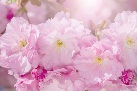 springtime  background  with pink blossom