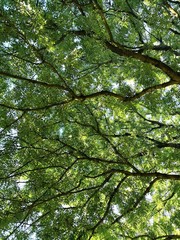 Lush green tree canopy