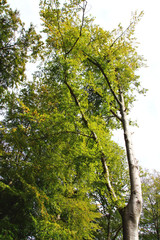 hohe Rotbuche im Wald mit einem zweigeteilten Stamm
