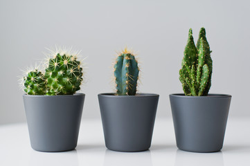 Green cactus in grey pot, grey background, side view, space for text