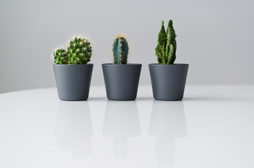 Green cactus in grey pot, grey background, side view, space for text