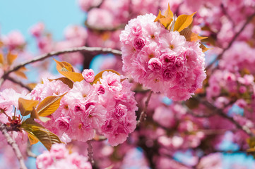 Tender Sakura flowers close up blossoming in spring season. Beauty in nature of pink spring cherry blossom in Uzhgorod, Ukraine. Abstract Sakura Background.