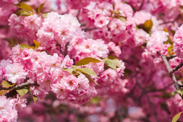 Tender Sakura flowers close up blossoming in spring season. Beauty in nature of pink spring cherry blossom in Uzhgorod, Ukraine. Abstract Sakura Background.