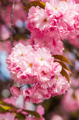 Tender Sakura flowers close up blossoming in spring season. Beauty in nature of pink spring cherry blossom in Uzhgorod, Ukraine. Abstract Sakura Background.