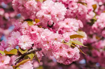 Tender Sakura flowers close up blossoming in spring season. Beauty in nature of pink spring cherry blossom in Uzhgorod, Ukraine. Abstract Sakura Background.