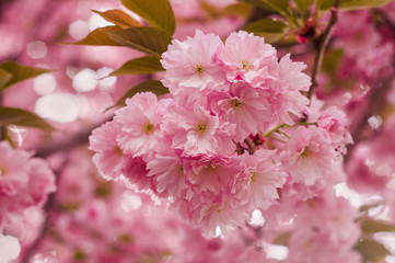 Tender Sakura flowers close up blossoming in spring season. Beauty in nature of pink spring cherry blossom in Uzhgorod, Ukraine. Abstract Sakura Background.